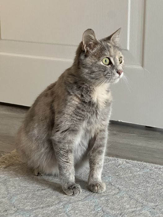 кошка беременная