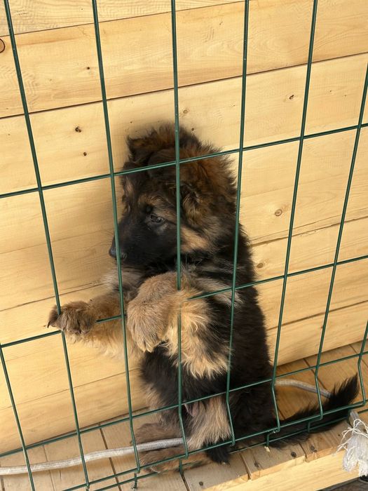 Овчарки немецкие . Боласи .