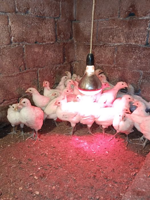 Pui din rasa La bress