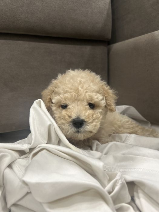 Продам Мальтипу Ф1