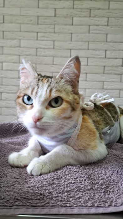 Ласковая кошечка ищет добрые ручки