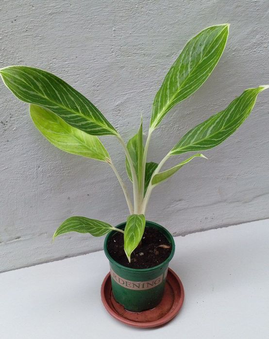 Аглаонема Кинг оф Сиам. Экзотические цветы для дома и офиса.