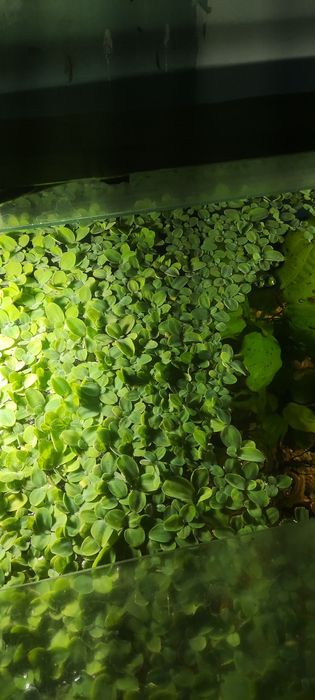 Пистия растение  для аквариума