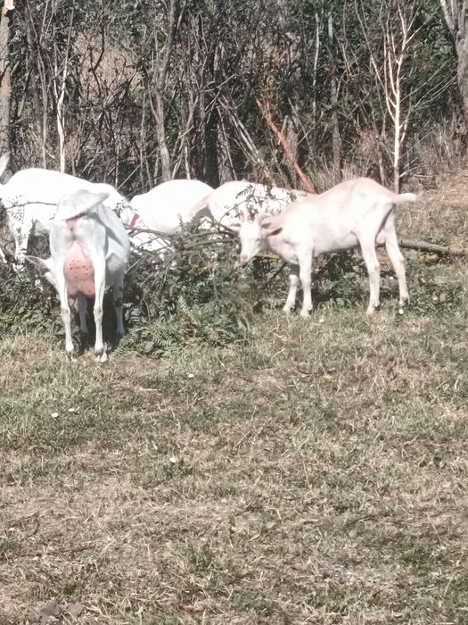 Vand o capră la prima fătare și tapi metiși sannen cu alpin francez