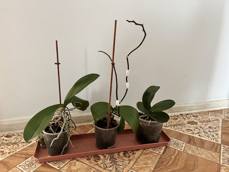 Домашние цветы