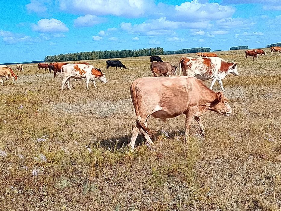 Продам бычков 20 голов
