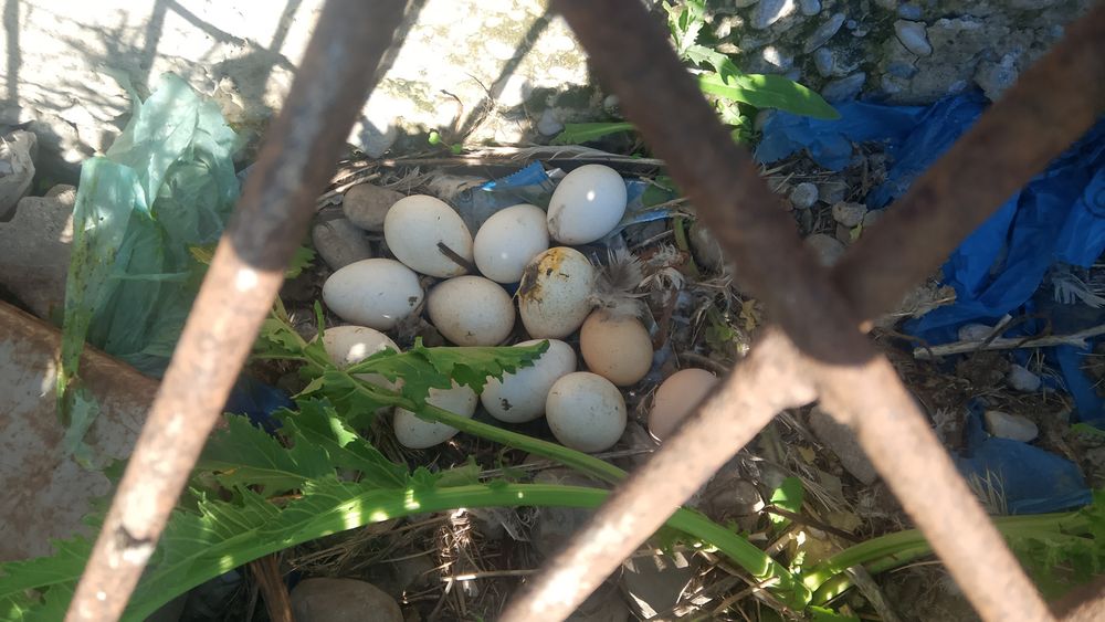 Продам индюшек с яйцами и без.