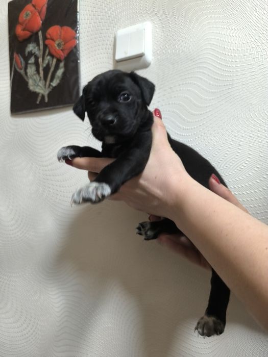 Шустряки подрастающие