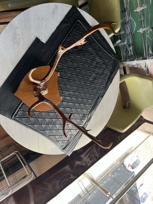 Coarne Cerb autentice mari