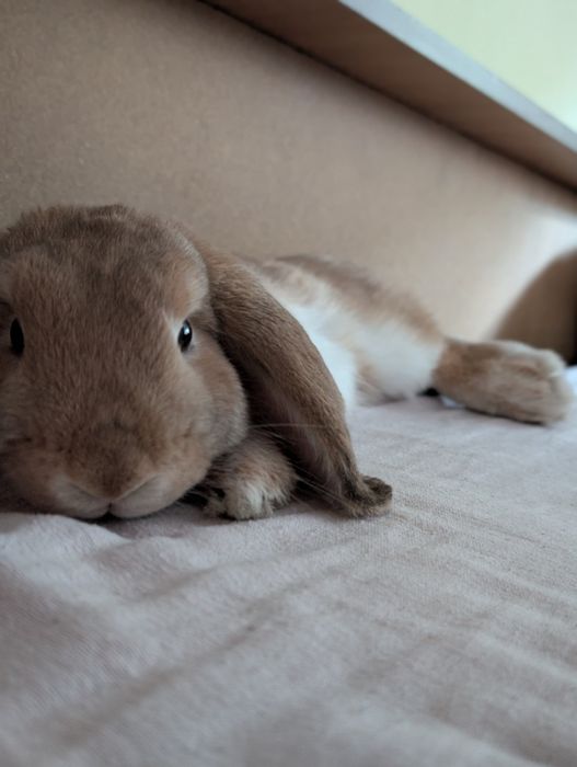 Vând iepuri mini lop (berbec pitic)