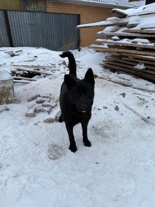 Немецкая овчарка