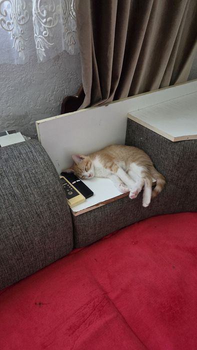 Котята в добрый руки