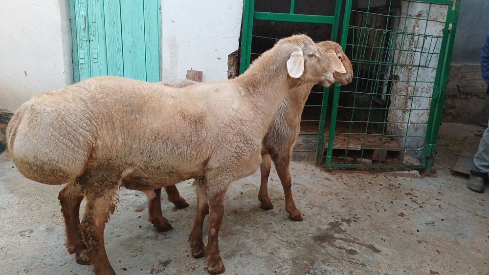 Qochqorlar sotiladii