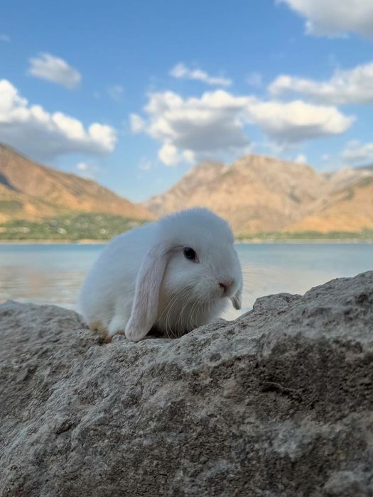 Quyon Кролик Декоративные Кролики карлик баран