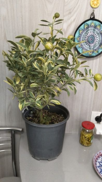 Продам мандаринов дерево