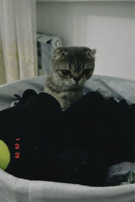 Таза үйдің мысығы шотландский