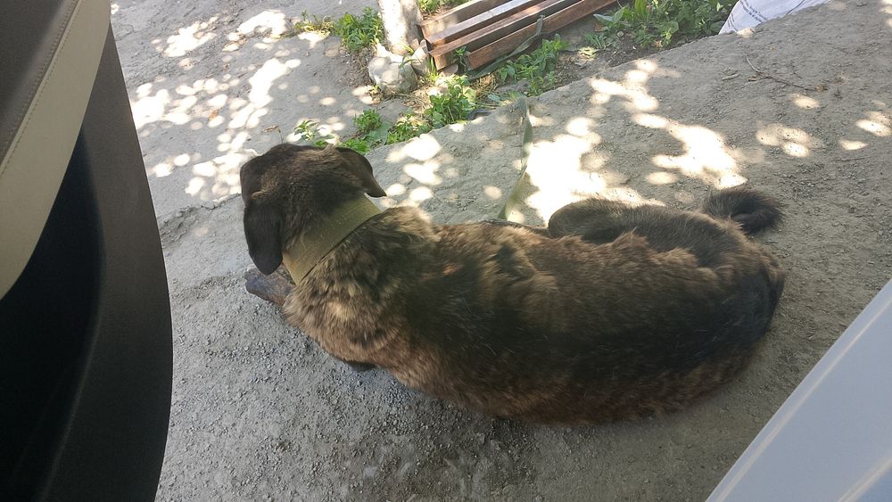 Отдам собаку в добрые руки
