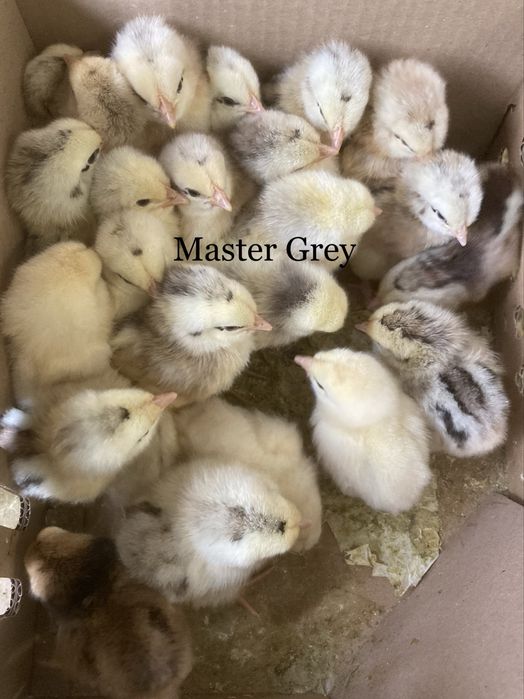 Pui de o zi rasa mixta