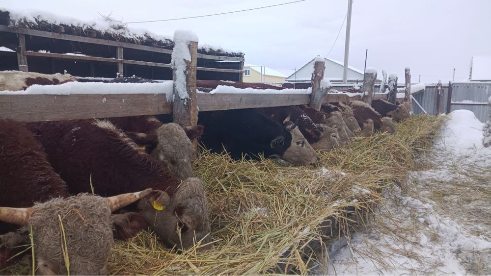 Продается корова согым