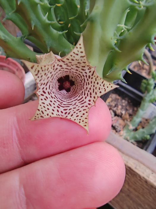 Cactusi de vanzare, stapelia (steaua serifului)