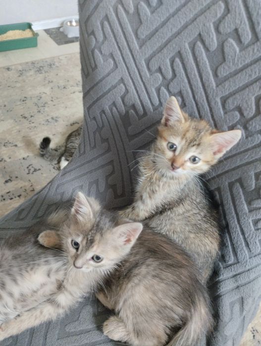 Отдам котят в добрые руки