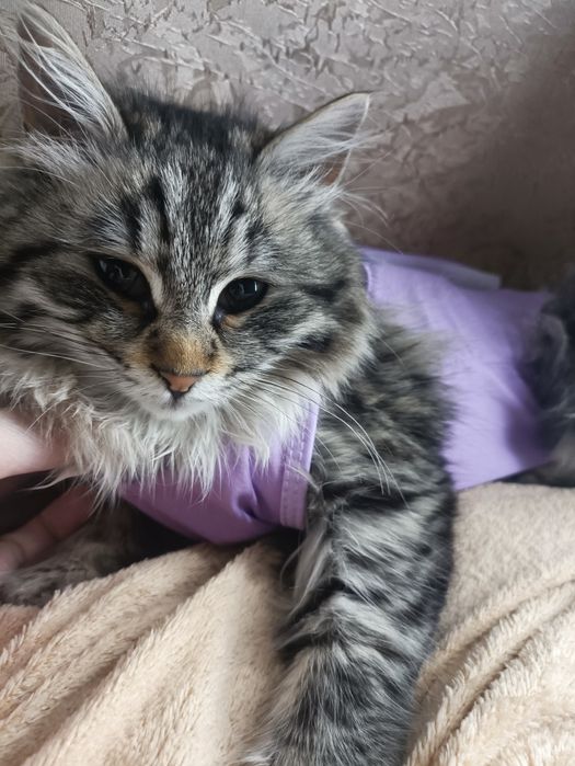 Отдам котенка девочка