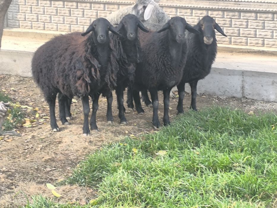 Бара казоки сотилади