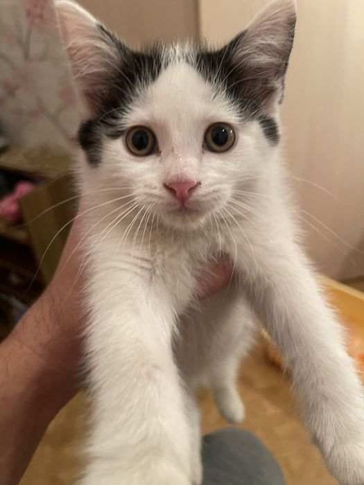 Отдам котят в добрые и заботливые руки