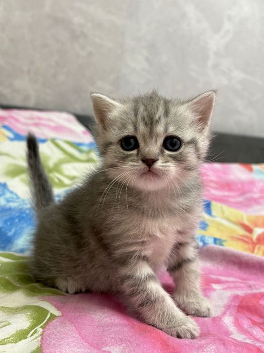 Продаются котята британцы