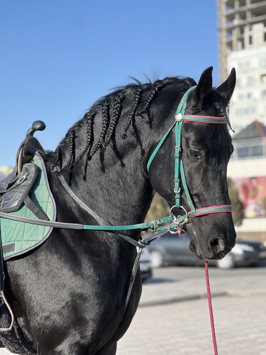 Продается Фризкий жеребец