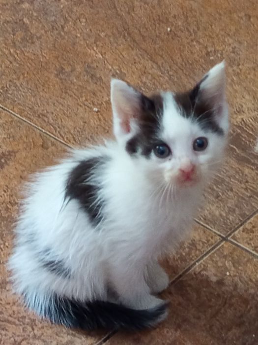 Отдам котят 1.5 месяца