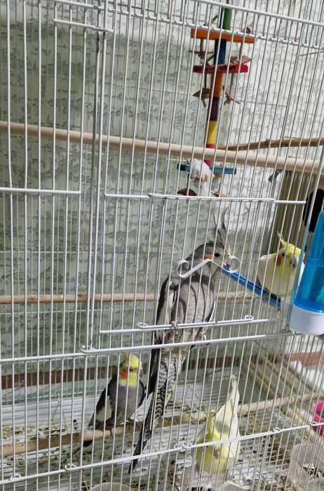 Срочно продам попугаев — корелла. Цена — договорная