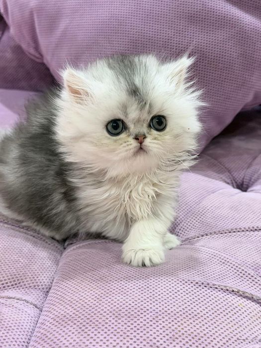 британская чистокровная серебристая шиншилла девочка