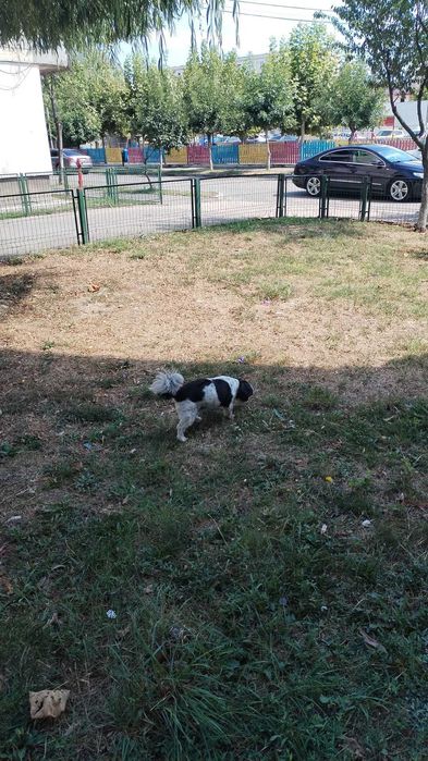 Donez cățelușa bichon