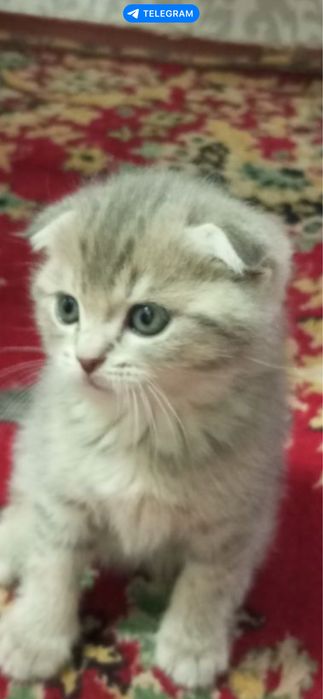 Zoti:Britanskiy scottish strayt sotiladi  toza zotli ogil /qiz