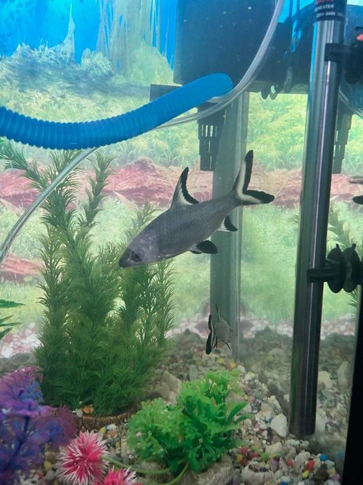 Аквариум 250 литр