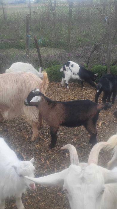 Iezi de vânzare crescuți bio