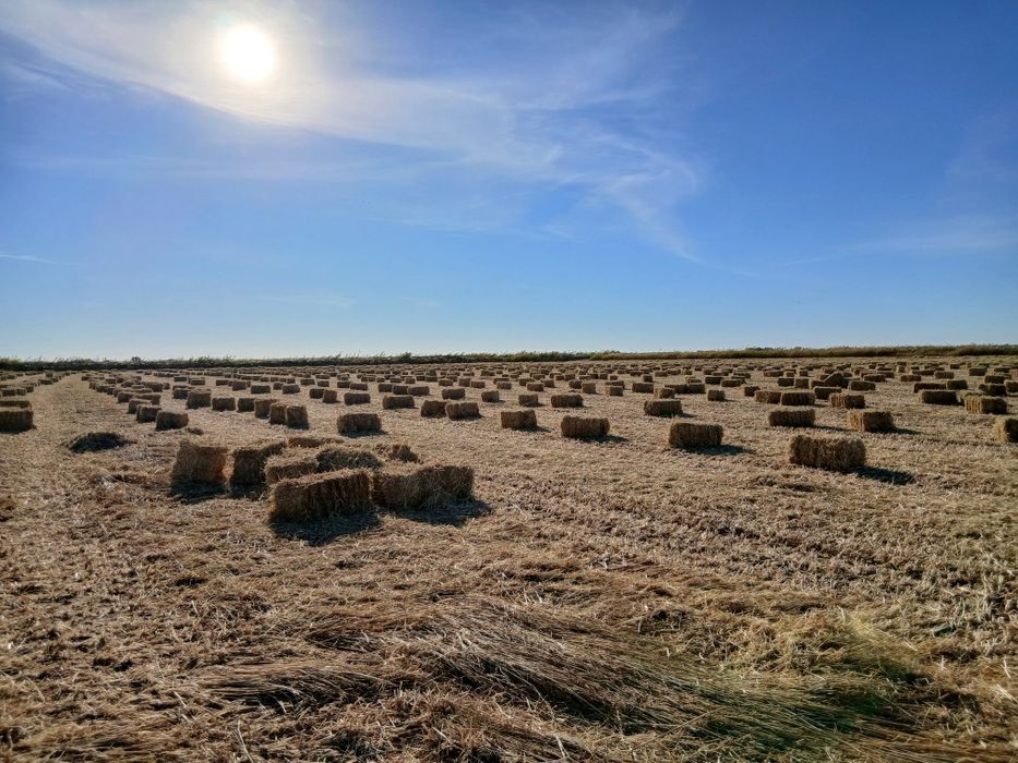 Сабан камыс жеткізуімен( доставка)