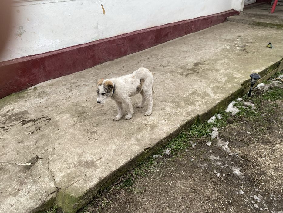 Donez Căței Ciobanesc de asia centrala cu Ciobanesc romanesc