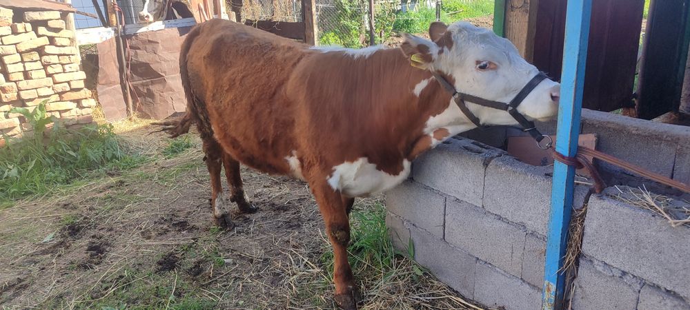 сатылады таналар