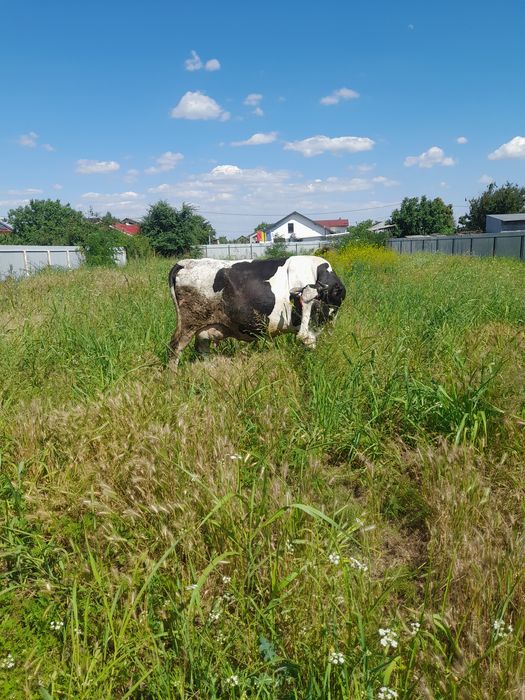 Vând vaca cu lapte