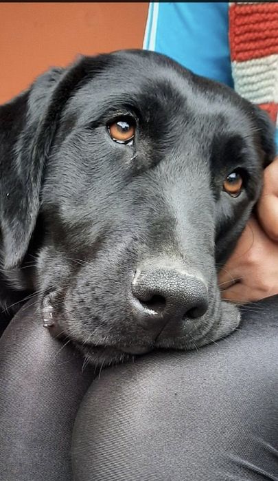 щенки Ретривер лабрадора Labrador готовятся к продаже
