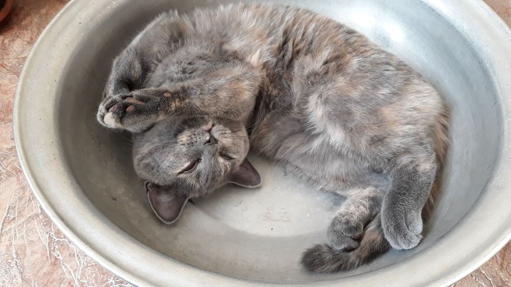 Кошечка ищет друга