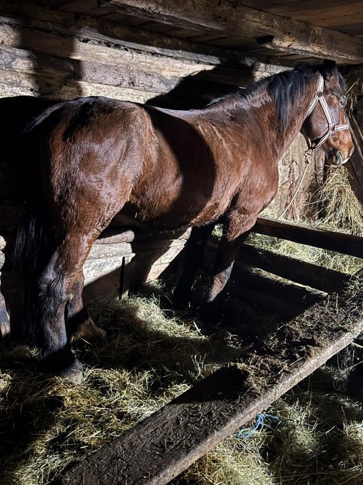 Vând iapa de 10 ani bună de ham