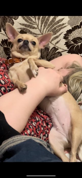 Продам чихуахуа 4,5 года