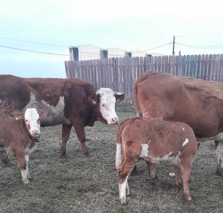 Vand 2 vaci de rasa Baltata Romaneasca fiecare, avand 2 vitele fiecare