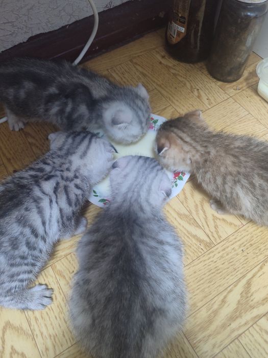 Продам котенка скотиш фолд