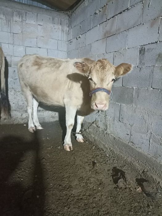 Карова продам с остемир