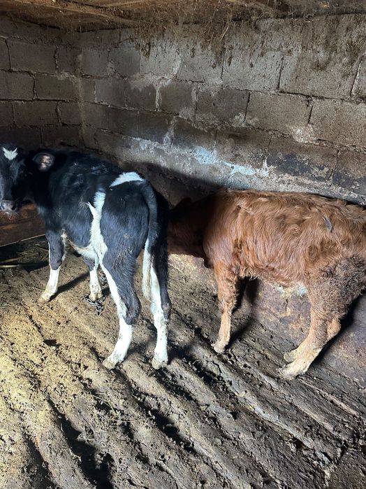 Vând doi viței masculi