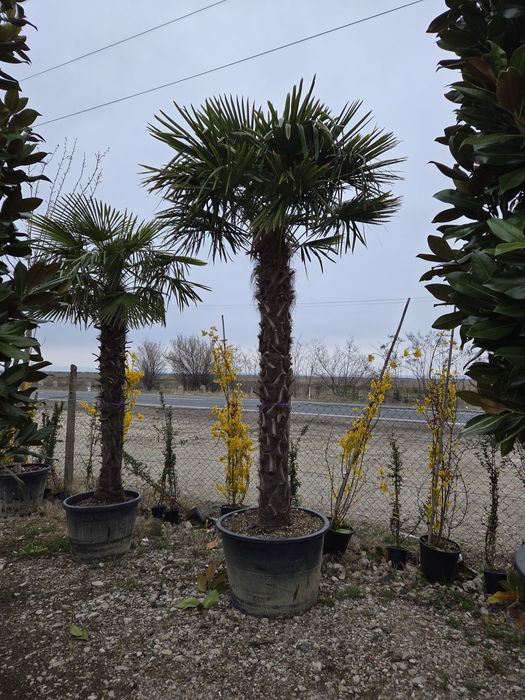 Vindem Mesteacan Alb 3-6 m